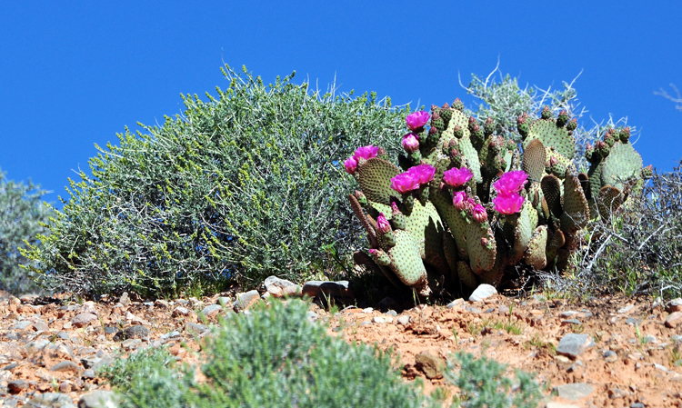 prickly pear cactus bloom