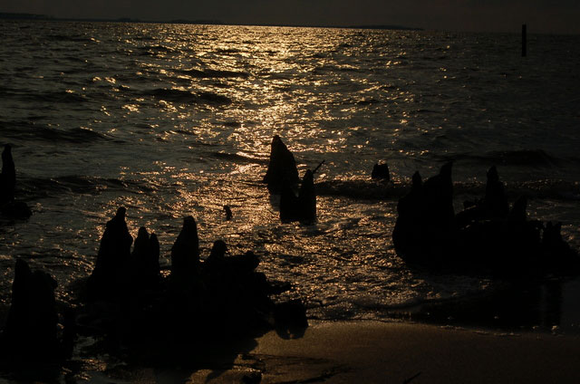 cypress knees 