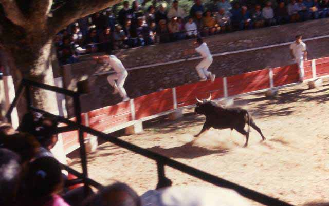 bullfight