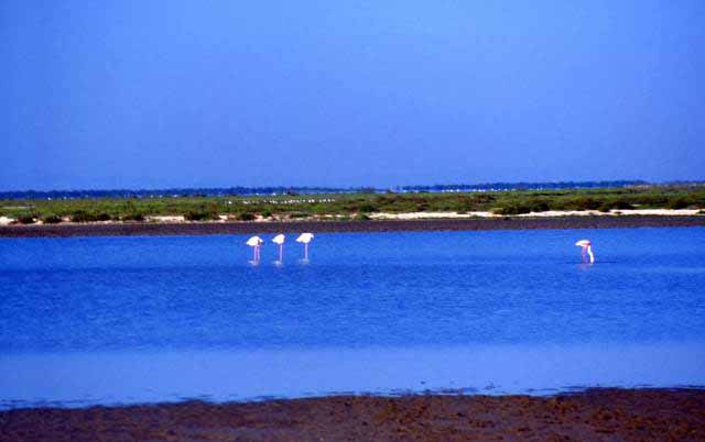 the Camargue flamingo