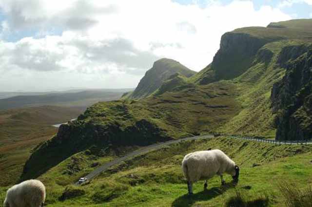 sheep grazing