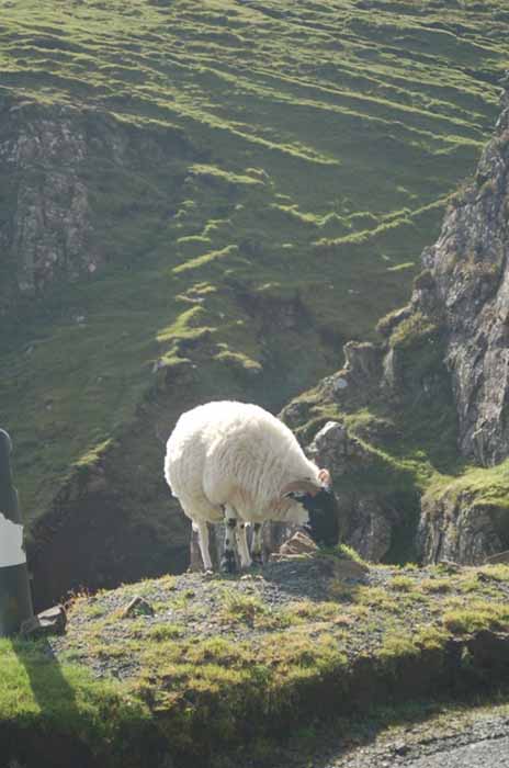 sheep grazing on a hill