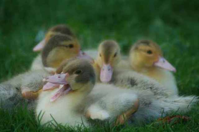 flock of ducklings