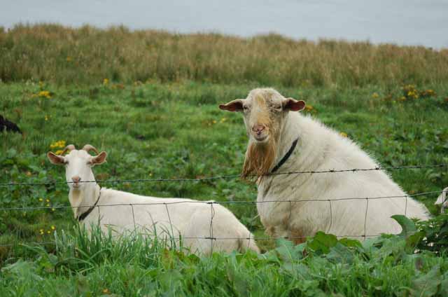 goats wonder at a human photographer