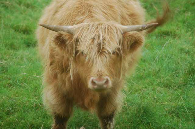 a Highlander coo