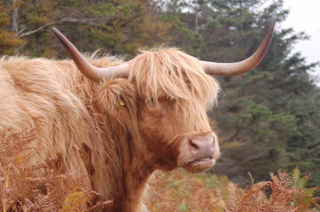 A Highlander coo