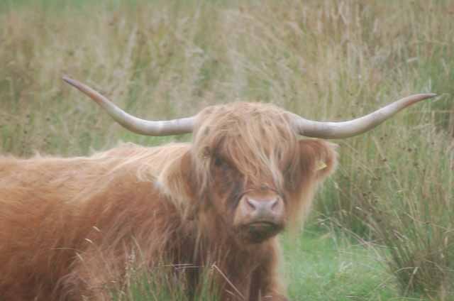 another coo