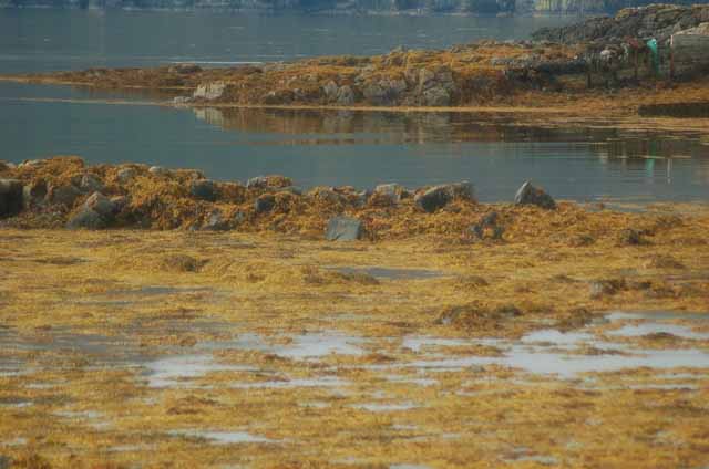 Colbost Jetty