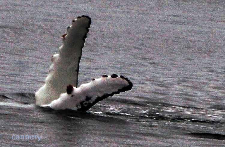 humpback fins