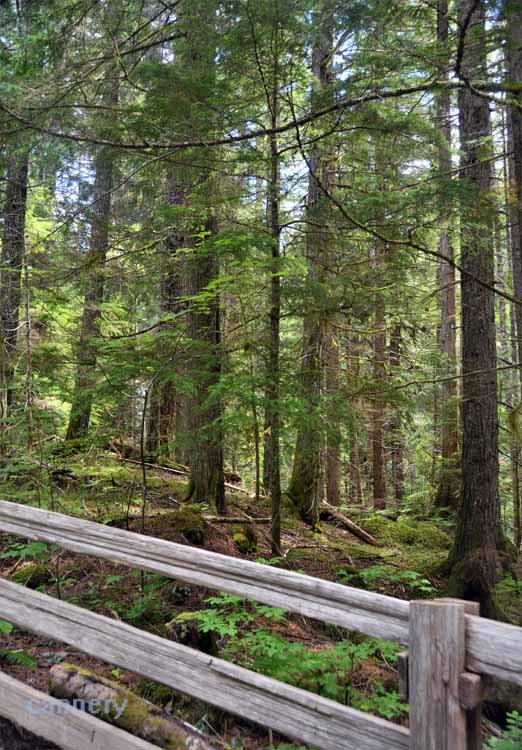 branydywine falls trail