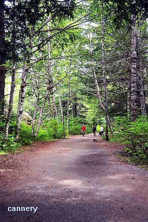 branydywine falls trail