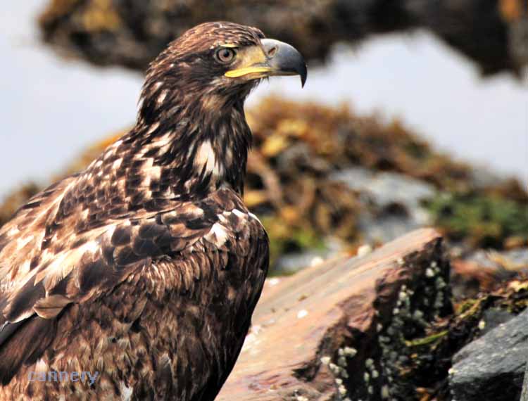 eagle
