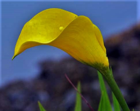 flower closeup