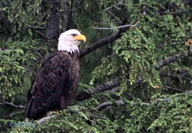 bald eagle