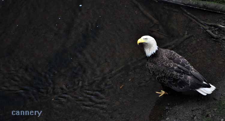 bald eagle