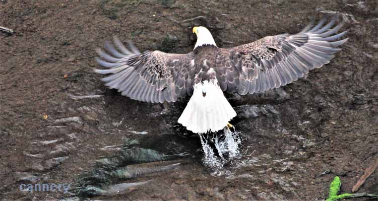bald eagle