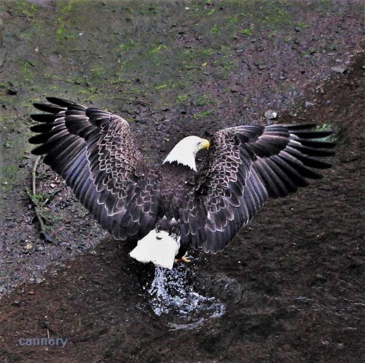 bald eagle