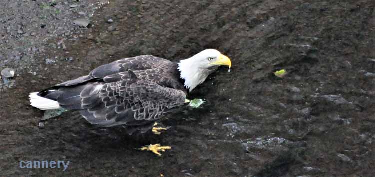 bald eagle