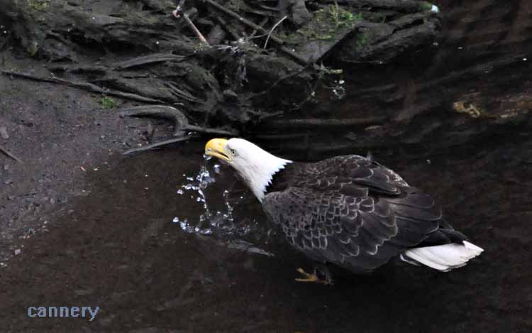 bald eagle