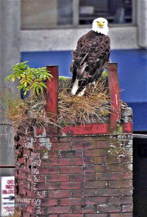 eagle on chimney