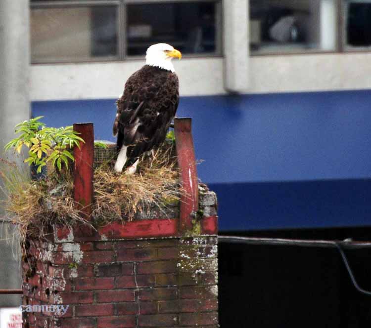 eagle in town