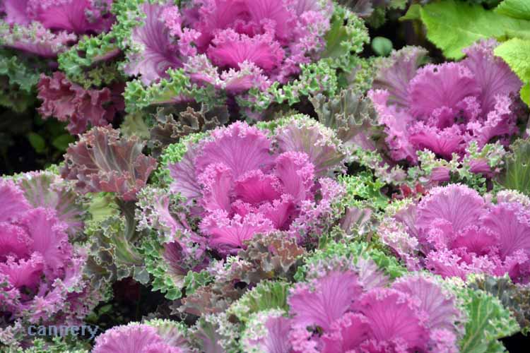 flower garden