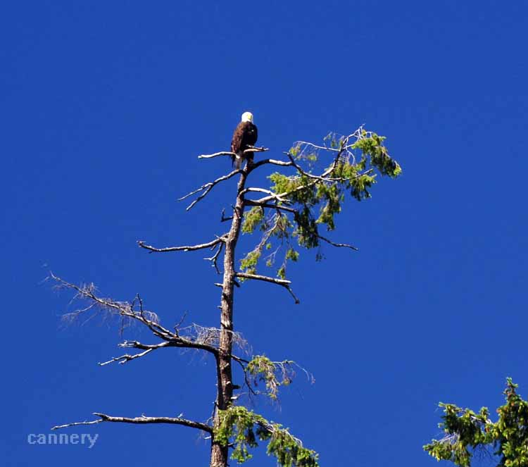 eagle in tree