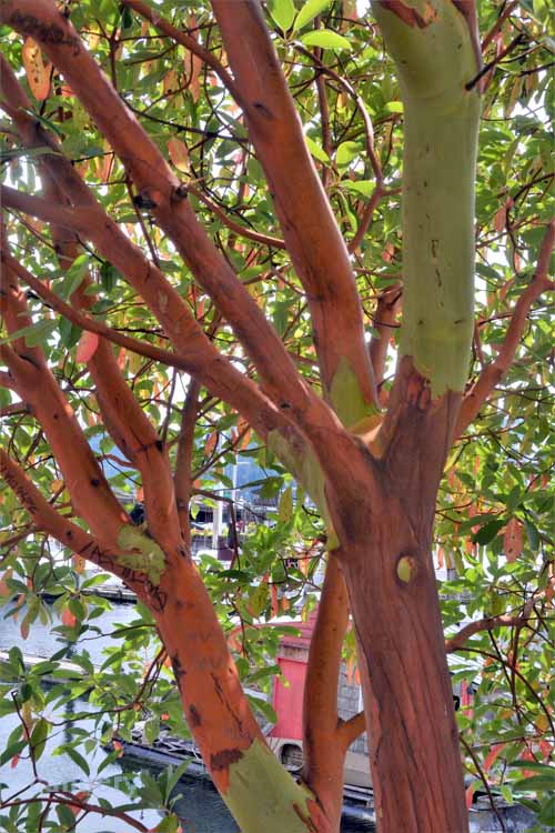 arbutus tree