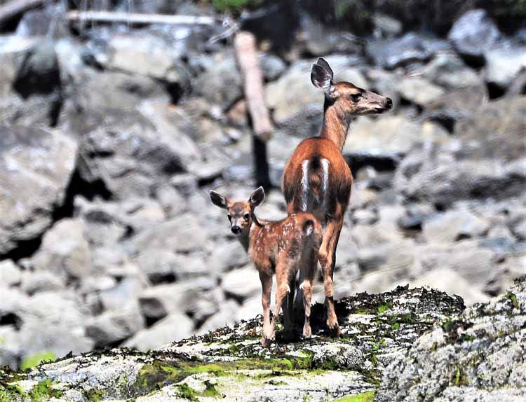 deer on rocks