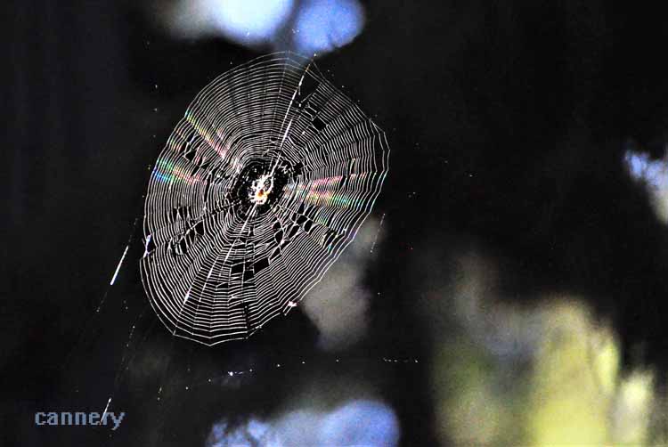 spider web