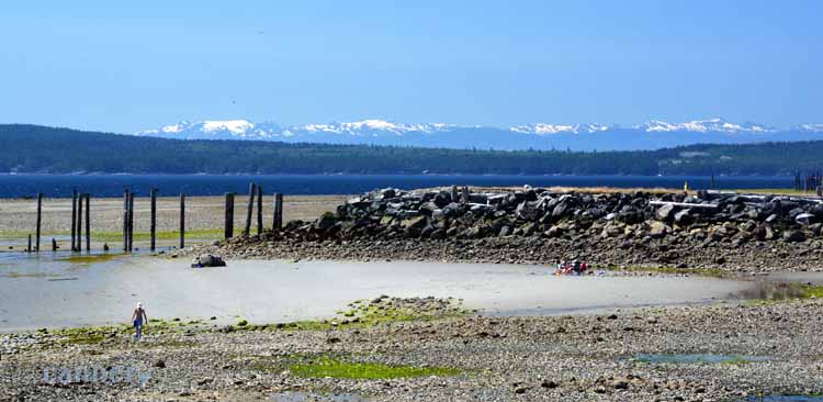low tide and pier pilings