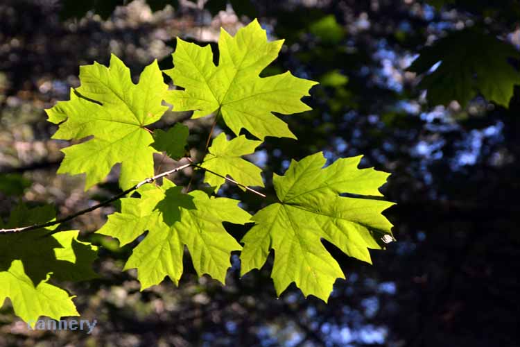 maple leaves