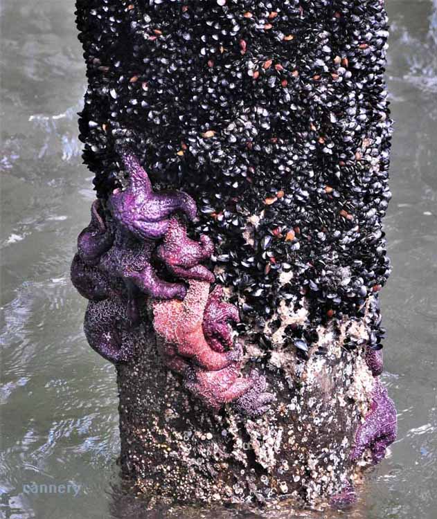 starfish on piling