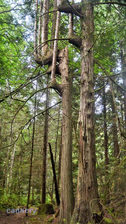 tree