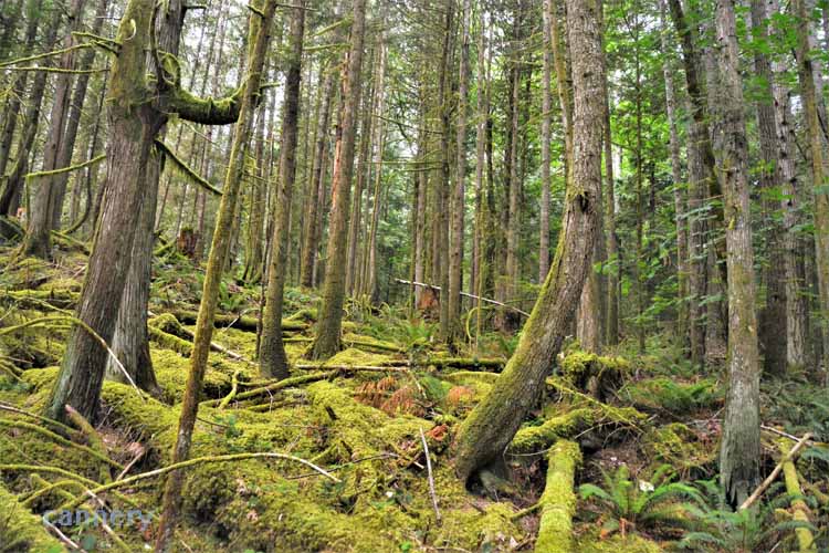 You might could almost call it eerie, or spooky. The mossy old-growth formations hanging about the , convering stumps, boulders