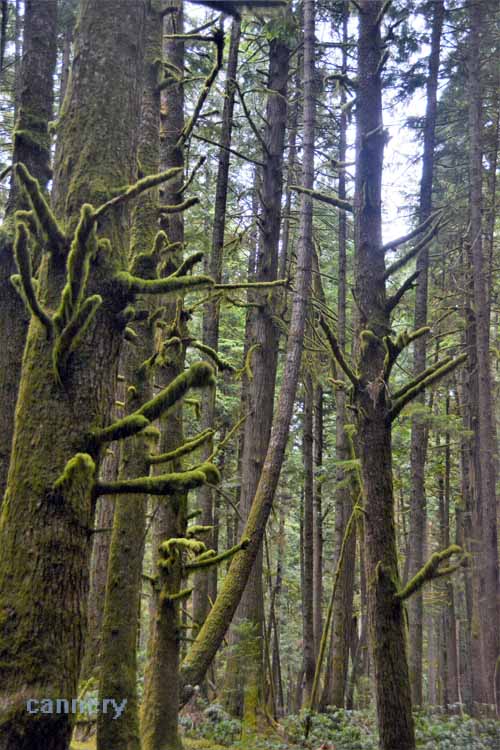 You might could almost call it eerie, or spooky. The mossy old-growth formations hanging about the , convering stumps, boulders