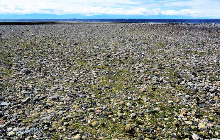 rocky beach, low tide