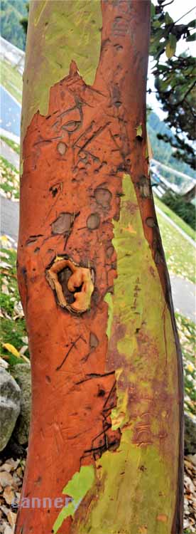 madrona branch