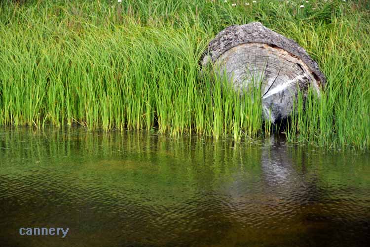 tree stump in grass