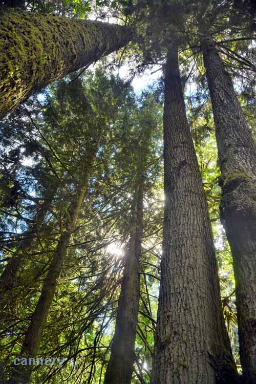 tall treetops