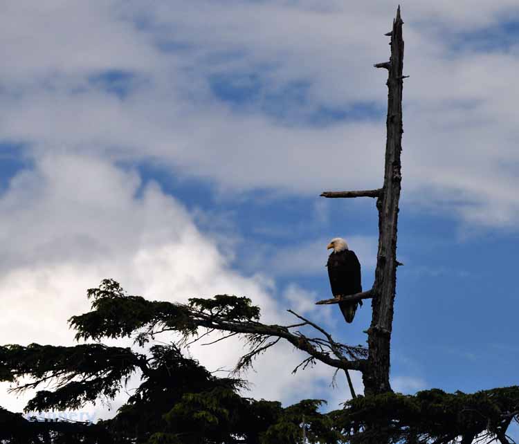 bald eagle in tree