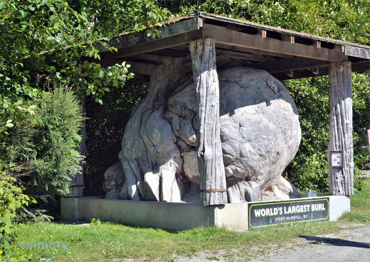 tree burl