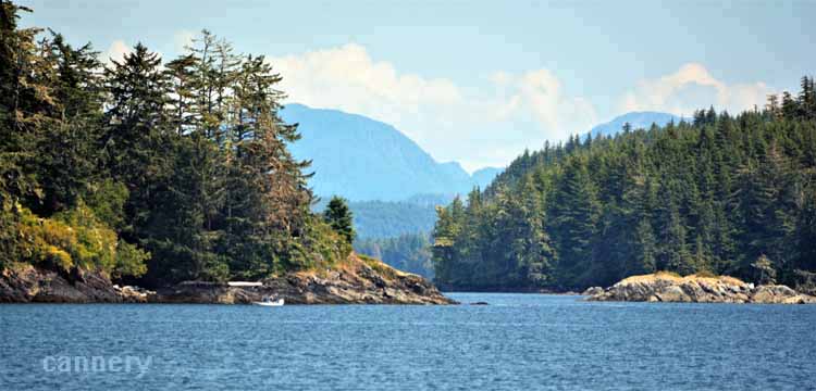 whale watch tour