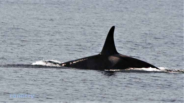 whale dorsal fin
