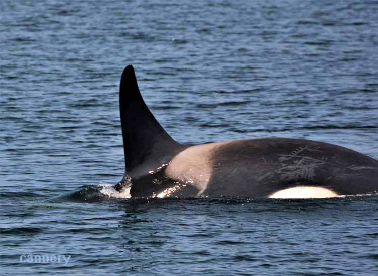 whale dorsal fin
