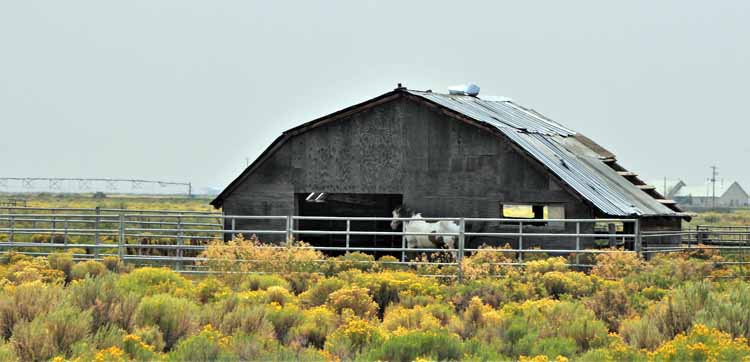 barn and horse