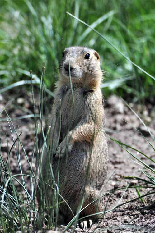 prairie dog