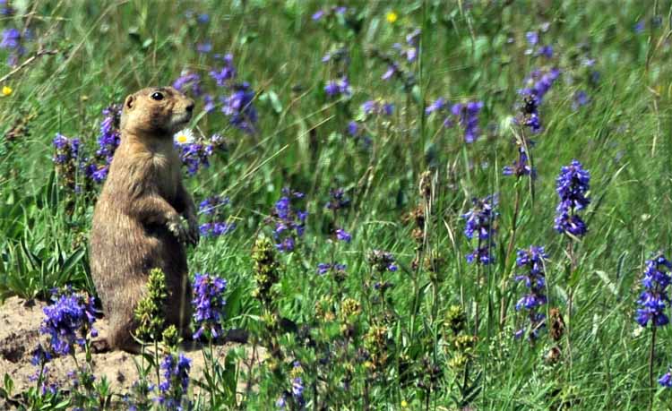 prairie dog