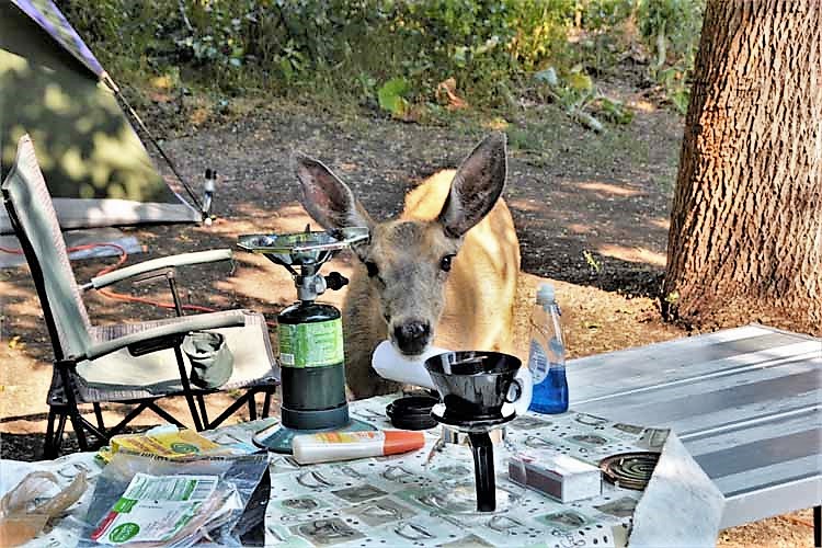 deer at camp site