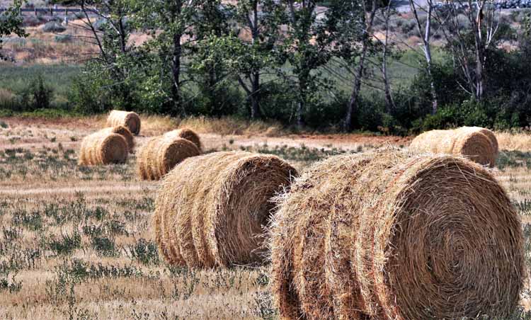 haybales